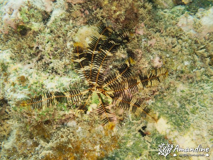 Crinoïde