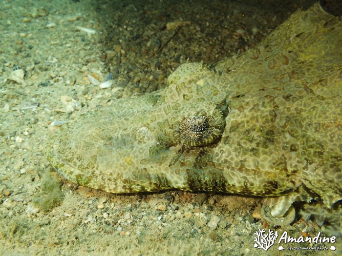 Poisson-crocodile