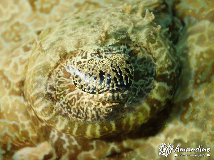 Poisson-crocodile