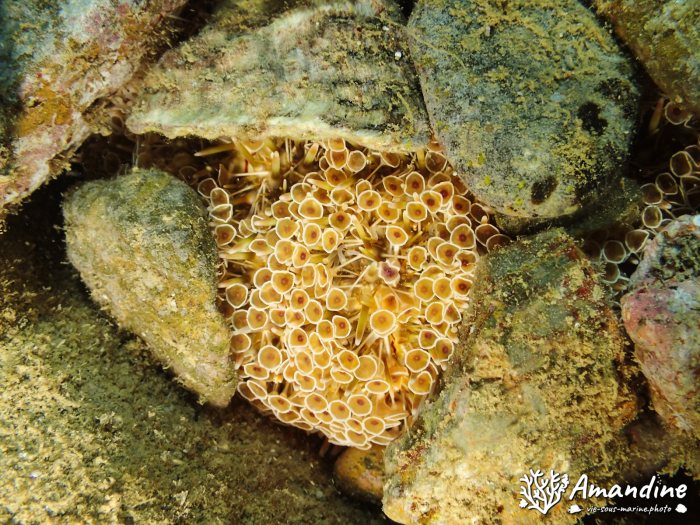 Toxopneustes pileolus