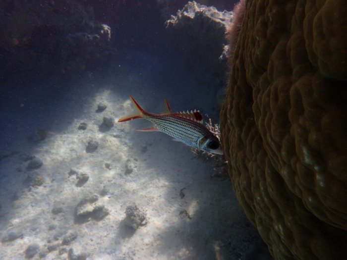 Neoniphon sammara