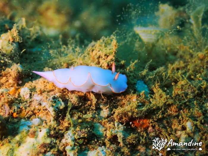 Thorunna furtiva
