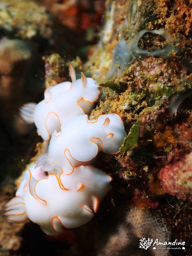 Thorunna furtiva