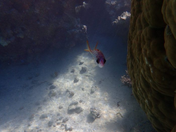 Neoniphon sammara