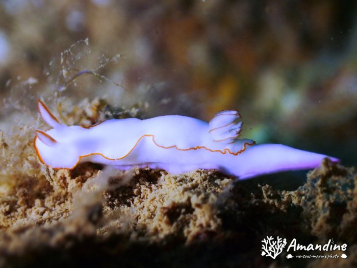 Thorunna furtiva