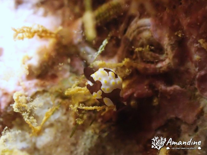 Colpodaspis thompsoni