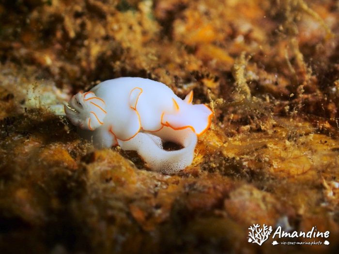 Thorunna furtiva