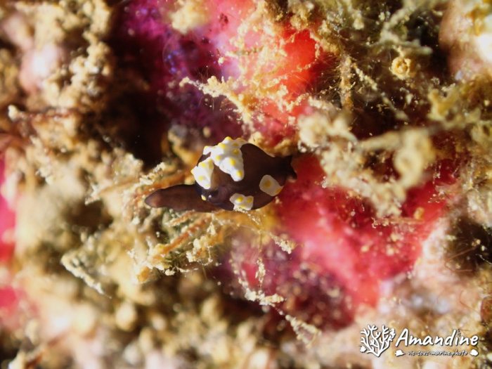 Colpodaspis thompsoni