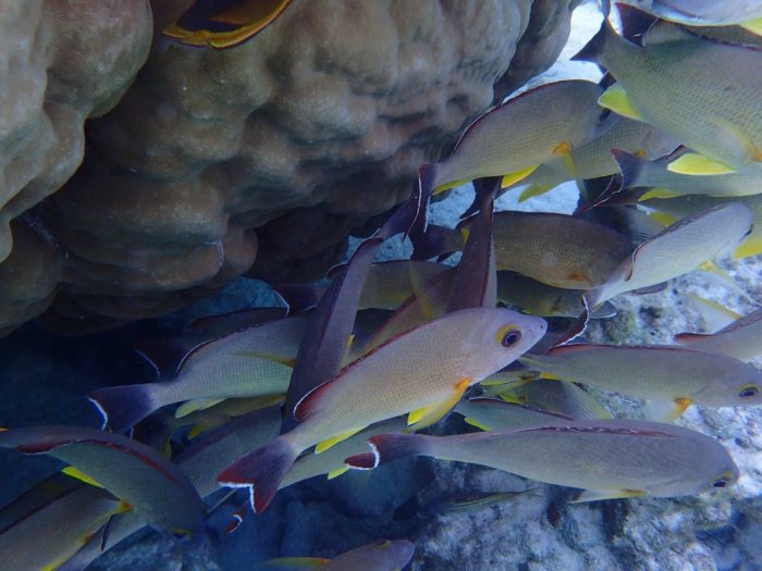 Lutjanus fulvus