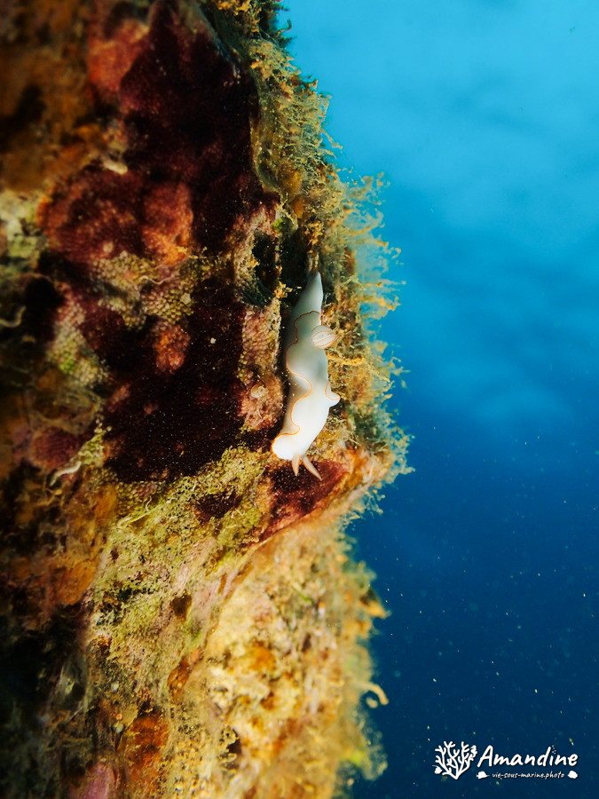 Thorunna furtiva