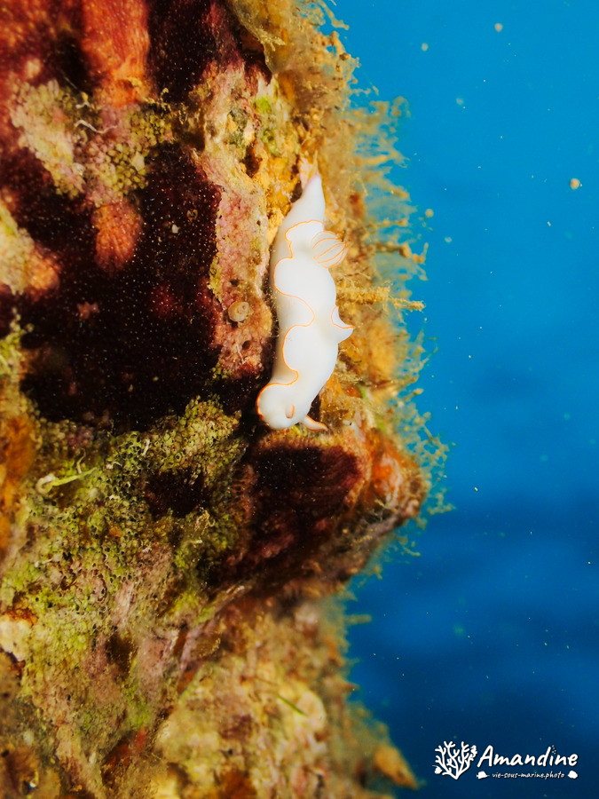 Thorunna furtiva