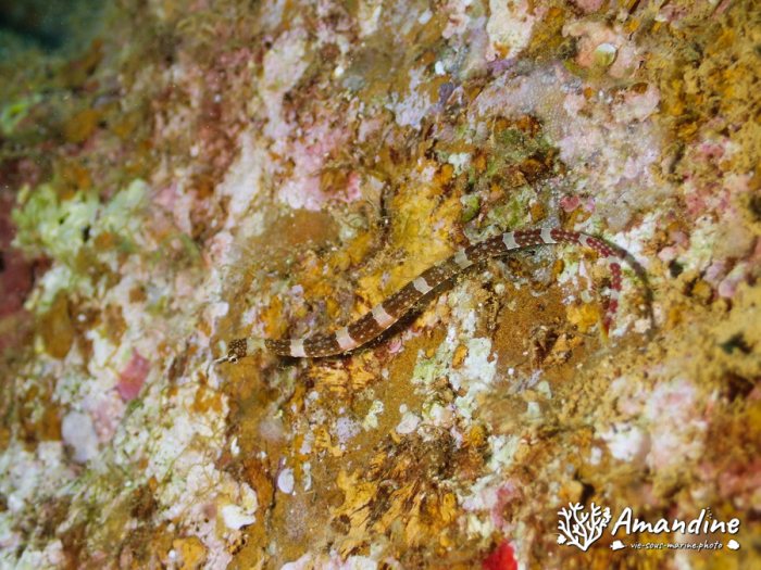 Corythoichthys amplexus
