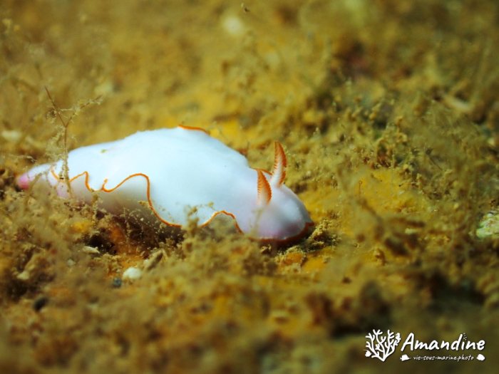 Thorunna furtiva
