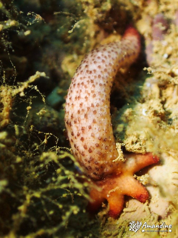 Étoile de mer