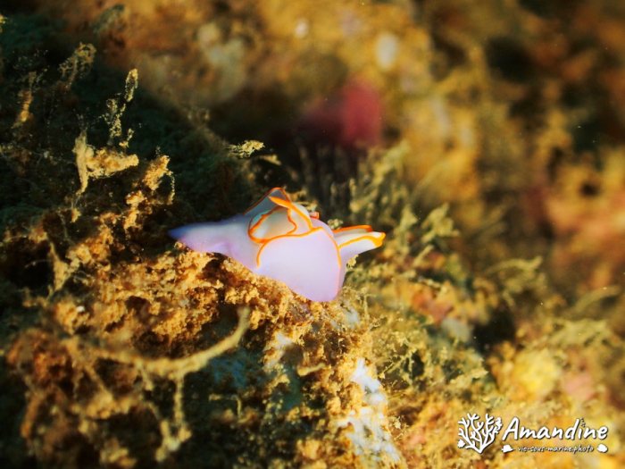 Sagaminopteron ornatum