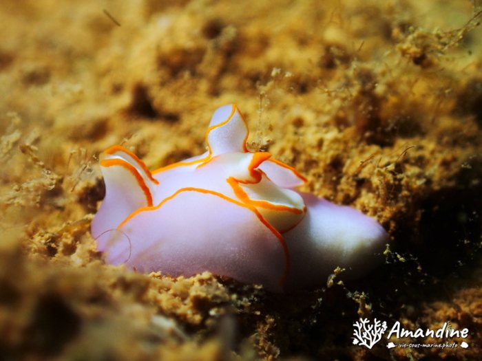 Sagaminopteron ornatum
