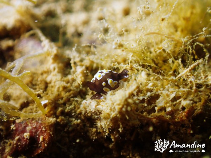 Colpodaspis thompsoni