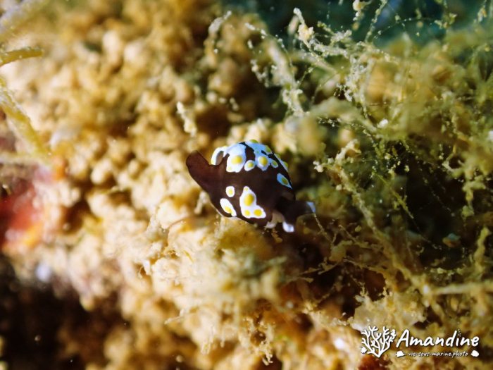 Colpodaspis thompsoni