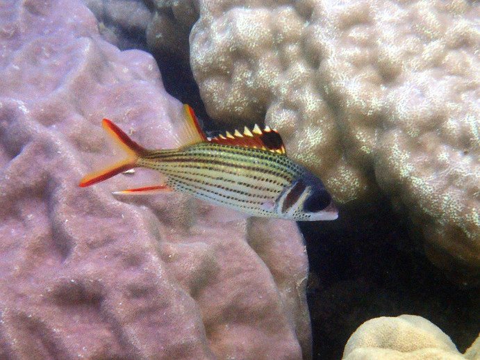 Neoniphon sammara