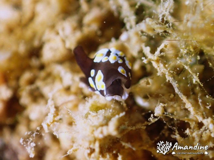 Colpodaspis thompsoni