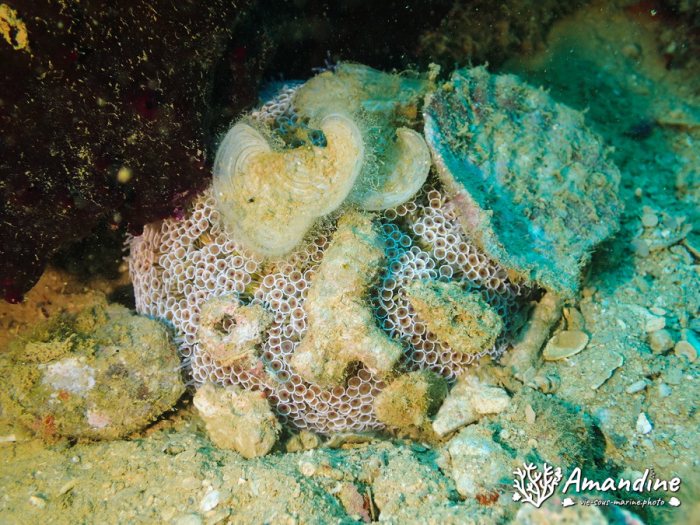 Toxopneustes pileolus