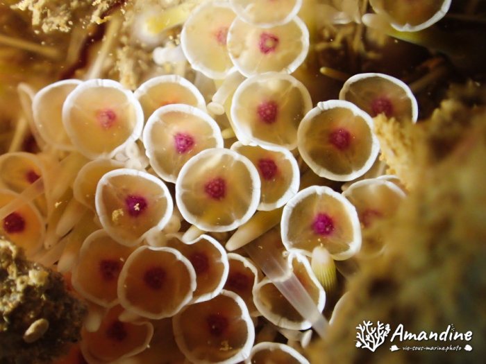 Toxopneustes pileolus