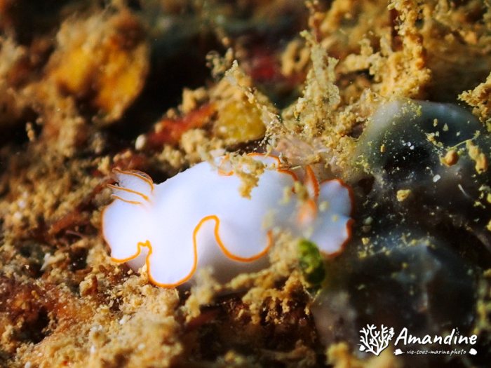 Thorunna furtiva