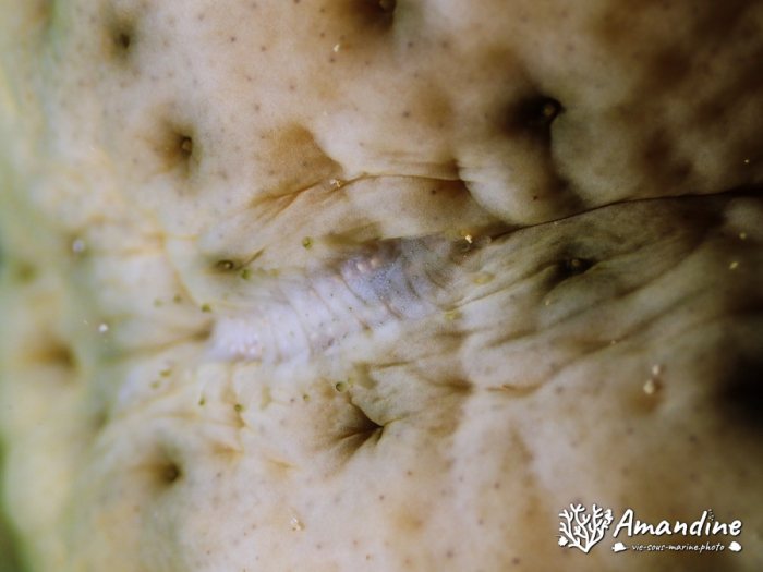 Gastrolepidia clavigera
