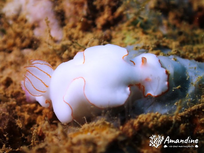 Thorunna furtiva