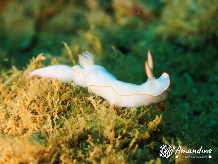 Thorunna furtiva