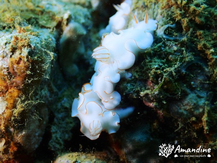 Thorunna furtiva