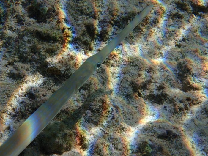 Fistularia commersonii