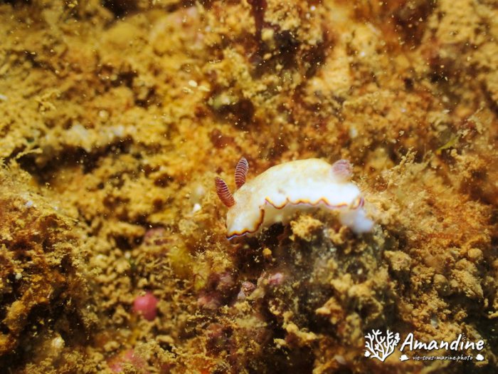 Goniobranchus preciosa