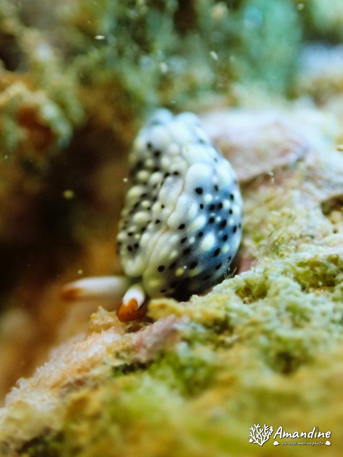 Thuridilla vataae
