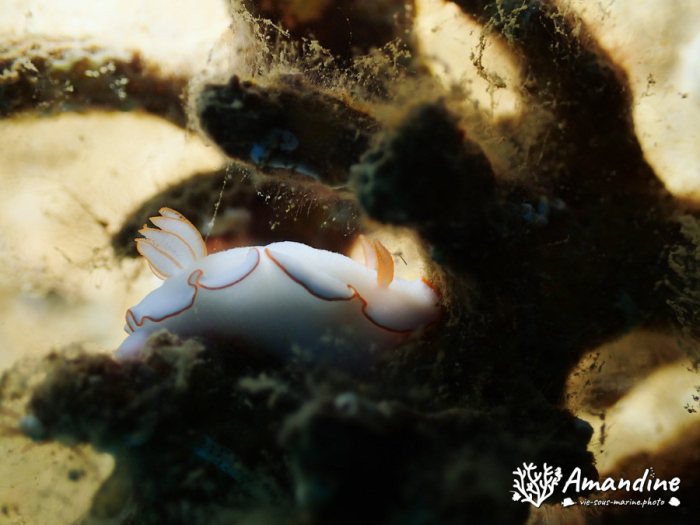 Thorunna furtiva