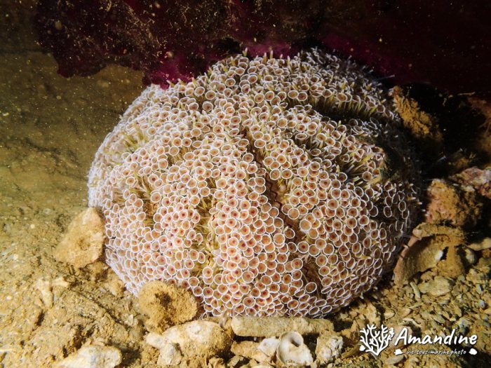Toxopneustes pileolus