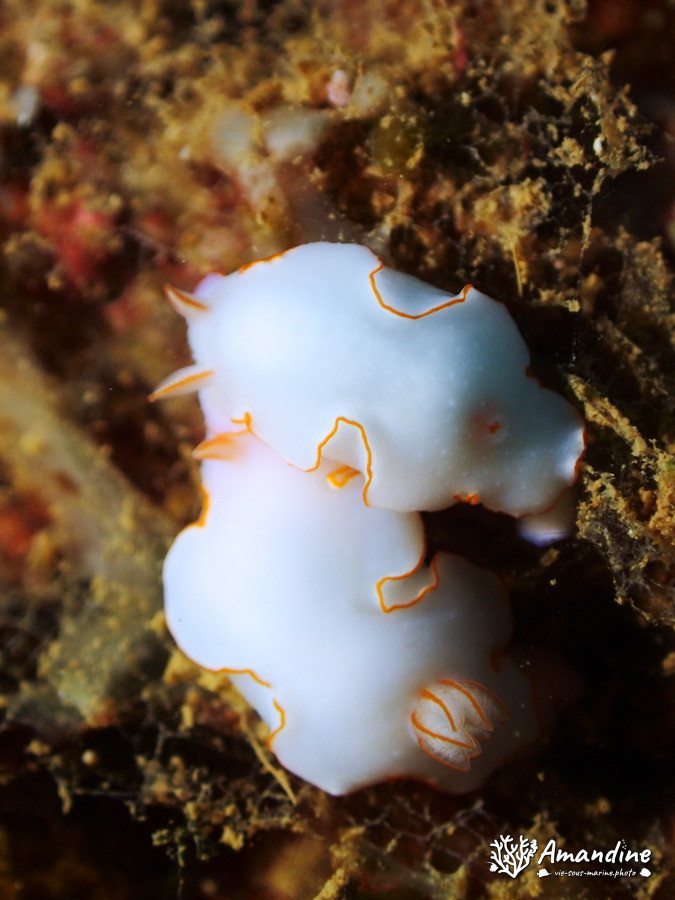 Thorunna furtiva