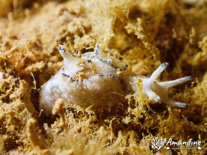 Aplysia nigrocincta