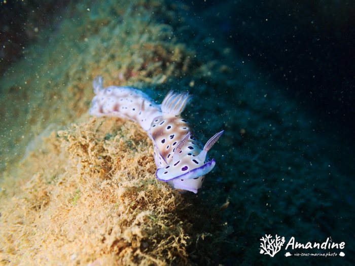 Hypselodoris tryoni