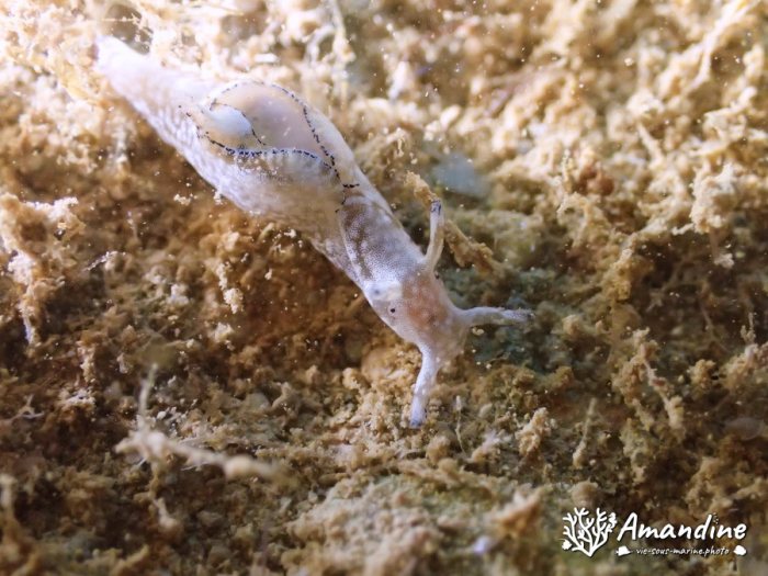 Aplysia nigrocincta