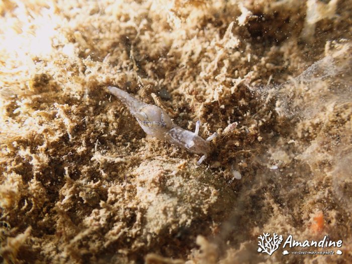 Aplysia nigrocincta