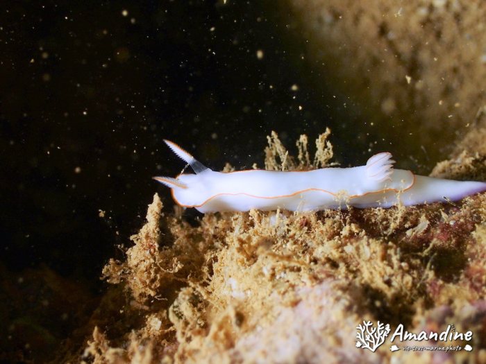 Thorunna furtiva