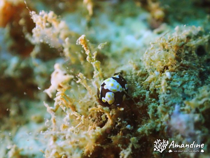 Colpodaspis thompsoni