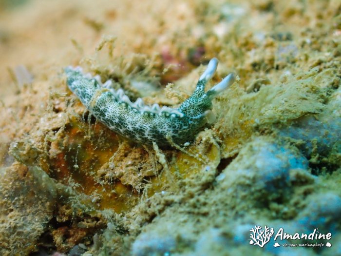 Thuridilla carlsoni