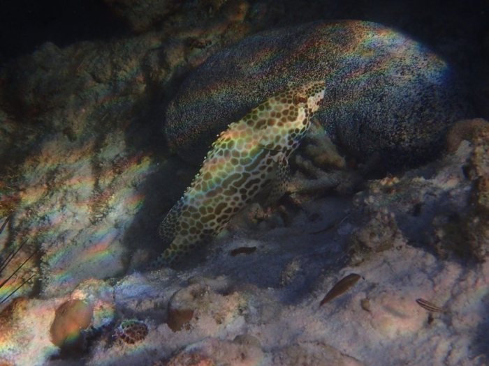 Epinephelus merra