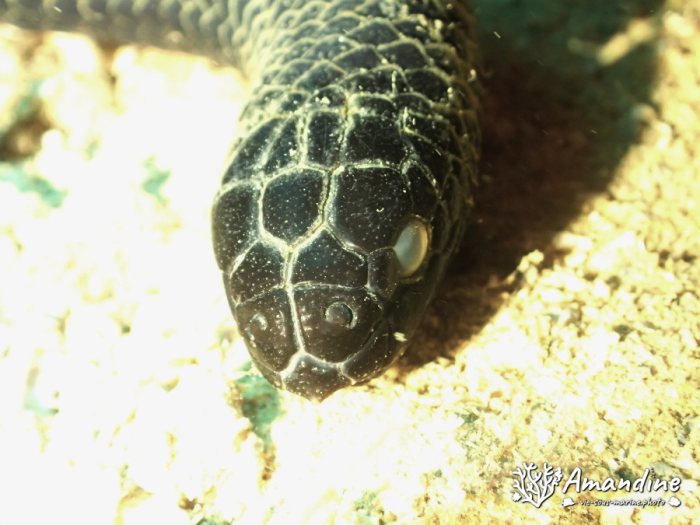 Emydocephalus annulatus