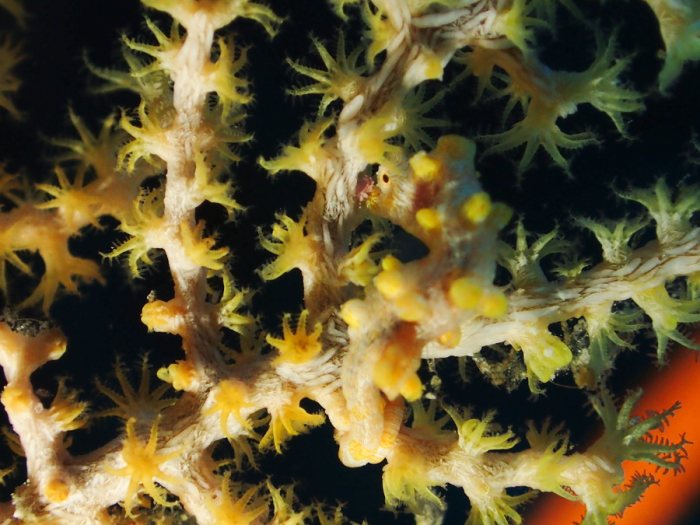 Hippocampus bargibanti