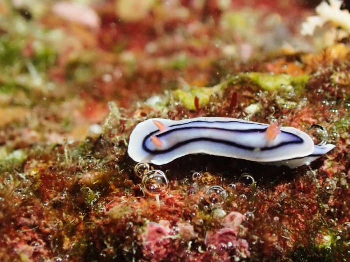 Chromodoris lochi