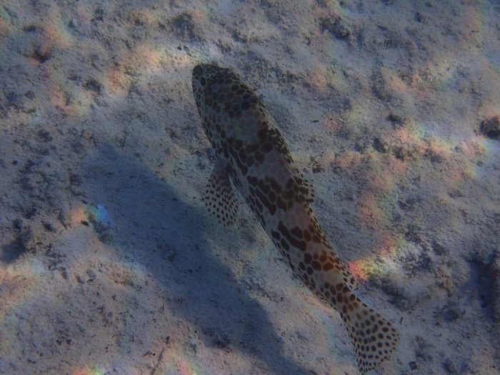 Epinephelus merra