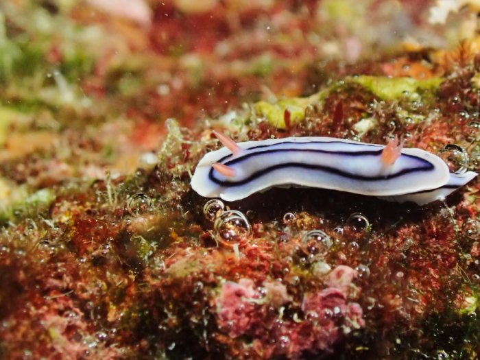 Chromodoris lochi